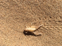 Macrobaenetes algodonensis