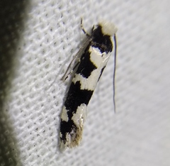 Neurothaumasia ankerella