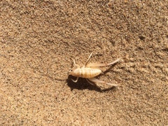 Macrobaenetes algodonensis