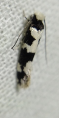 Neurothaumasia ankerella