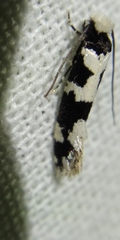 Neurothaumasia ankerella