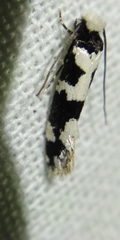 Neurothaumasia ankerella