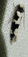 Neurothaumasia ankerella