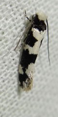 Neurothaumasia ankerella