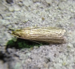Helcystogramma albinervis