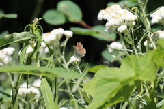 Plebejus anna