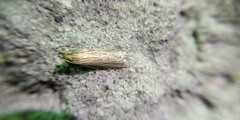 Helcystogramma albinervis