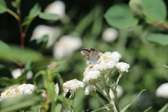 Plebejus anna
