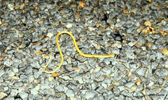 Delma tincta
