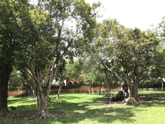 Coccoloba diversifolia image