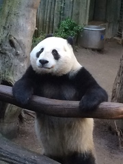 Ailuropoda melanoleuca