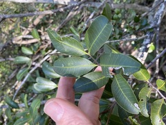 Cupaniopsis parvifolia