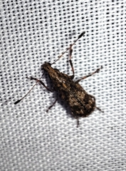 Meconemus infuscatus