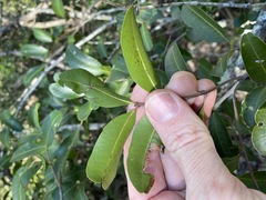 Cupaniopsis parvifolia