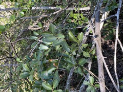 Cupaniopsis parvifolia