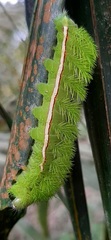 Automeris liberia