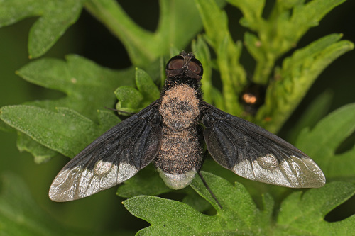 Black Bee Fly photo 3