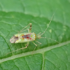 Phytocoris tibialis