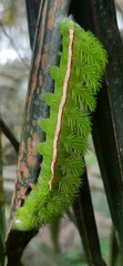 Automeris liberia