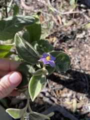 Solanum ellipticum