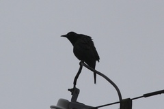 Quiscalus quiscula versicolor