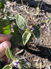 Solanum ellipticum