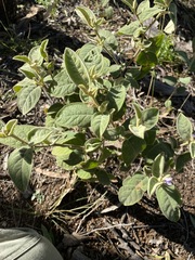 Solanum ellipticum