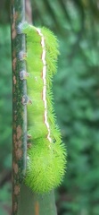 Automeris liberia
