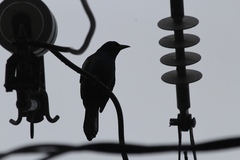 Quiscalus quiscula versicolor