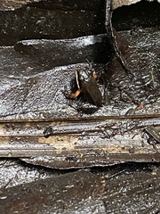 Leptodactylus albilabris