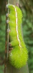 Automeris liberia