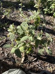 Solanum ellipticum