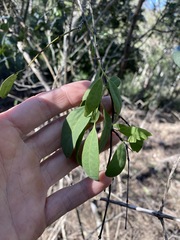 Santalum lanceolatum