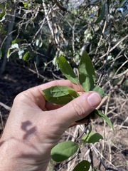 Santalum lanceolatum