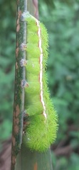Automeris liberia