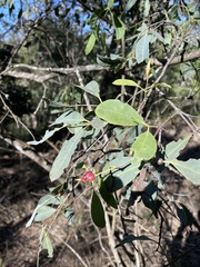 Santalum lanceolatum