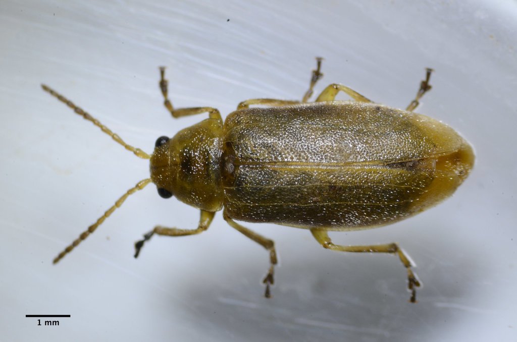 Erynephala
