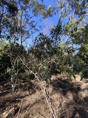 Santalum lanceolatum