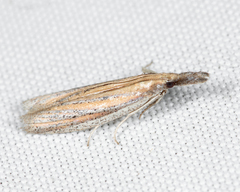 Bandera binotella