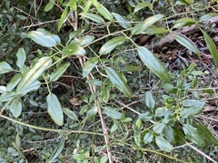 Jasminum didymum racemosum