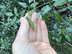 Jasminum didymum racemosum