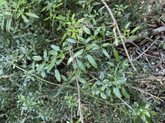 Jasminum didymum racemosum