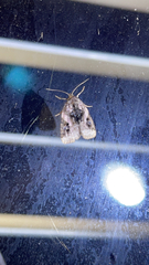 Pseudeustrotia carneola