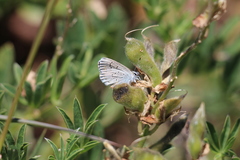 Plebejus anna