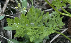 Cryptogramma sitchensis