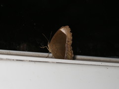 Mycalesis anaxias