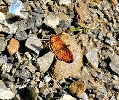 Melitaea deione