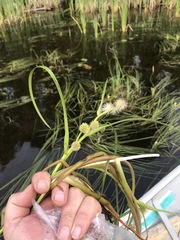 Sparganium fluctuans