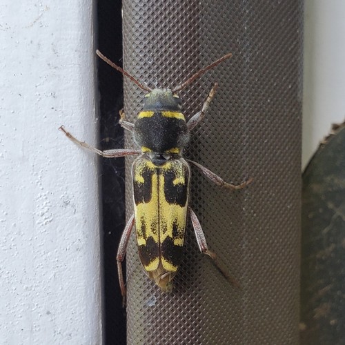 Spruce Zebra Beetle