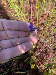 Gentianopsis simplex